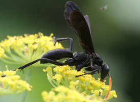 Entypus fulvicornis